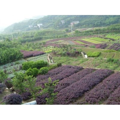 供應湖南造型羅漢松 湖南造型榆樹 湖南造型白蠟 造型紅花繼木