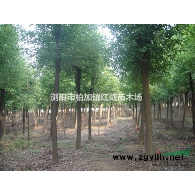 2米一3米茶花球價格1米一1米5七星茶花球價格