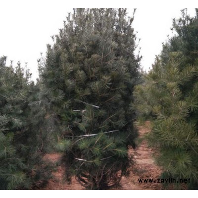 綠化苗木基地暢銷規(guī)格白皮松樹苗 行道綠化白皮松樹苗 白皮松價格