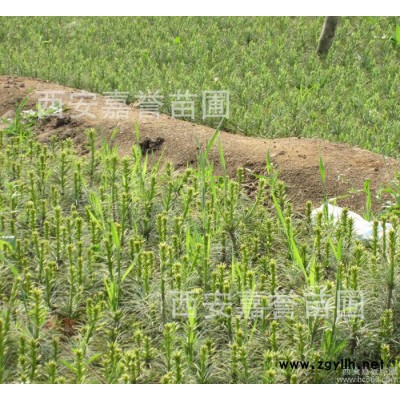 白皮松小苗 白皮松苗價格 白皮松圖片 陜西西安周至園林苗木