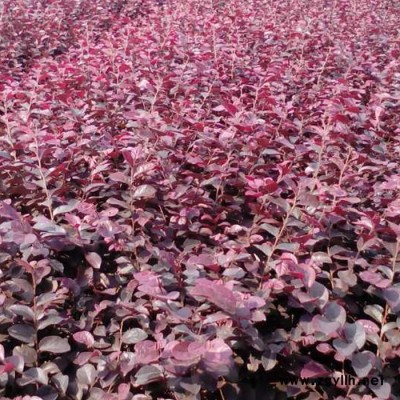 湖南基地直供**紅繼木小苗 紅花繼木小苗批發 庭院觀賞綠化苗木紅花繼木苗 量大價優