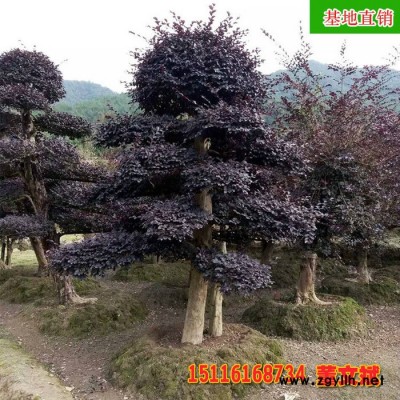 造形古樁紅花繼木 古樁形態優美 規格齊全 專業供應綠化苗木