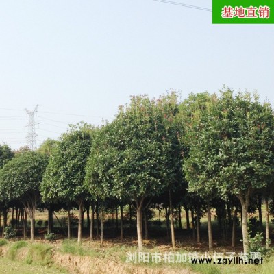 批發(fā)供應(yīng) 湖南桂花樹(shù) 樹(shù)形優(yōu)美八月桂綠化苗木 4米冠幅基地直銷(xiāo)