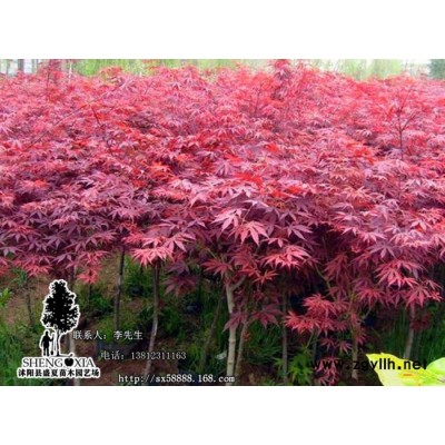 直銷批發(fā)工程苗木中國紅楓苗  紅楓樹苗 園林綠化苗木 底價(jià)出售