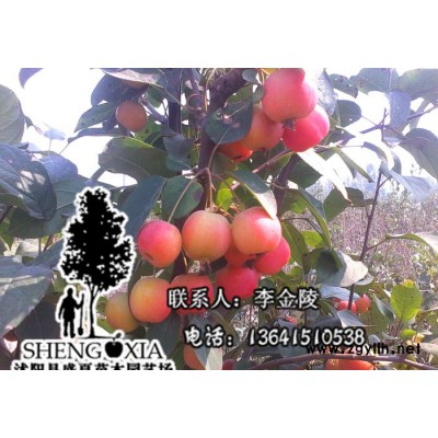 批發(fā)出售冬紅果樹苗 綠化苗木  新品種樹苗