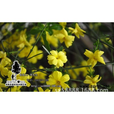 基地直銷 庭院植物  迎春花苗  垂吊攀援花卉  綠化苗木 規(guī)格全