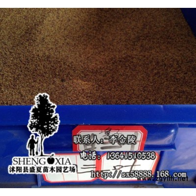 直銷進(jìn)口草坪種子 白三葉草種子白車軸草種子 綠化苗木種子