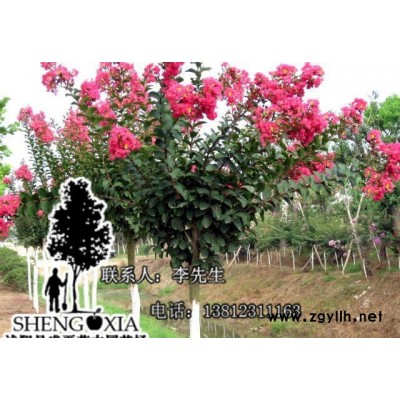 直銷 綠化苗木紫薇苗 紅花紫薇樹苗百日紅樹苗 綠化苗木紫薇樹