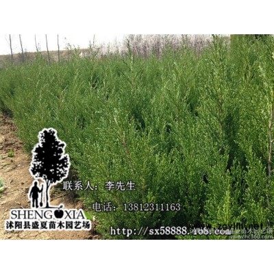 直銷寶塔松 綠化苗木批發(fā)  刺松 /蜀儈苗  一米高價(jià)格松柏