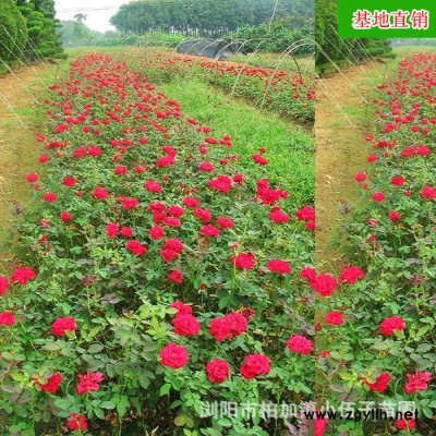 廠(chǎng)家批發(fā) 大花月季 20至30公分 市政園林 綠化苗木 質(zhì)量**