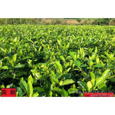 湖北新龍苗木梔子花 園林綠化苗木