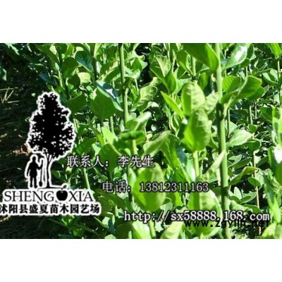 直銷四季常青綠化苗木 北海道黃楊 黃楊小苗 綠籬植物