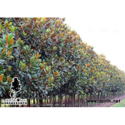 基地直銷綠化苗木 廣玉蘭大樹苗   玉蘭樹  規(guī)格齊全