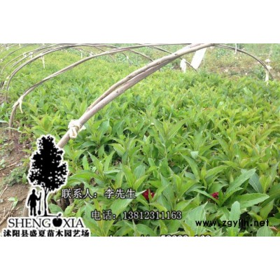 大量批發(fā)綠化苗木 花卉紅王子錦帶小苗 紅王子錦帶苗