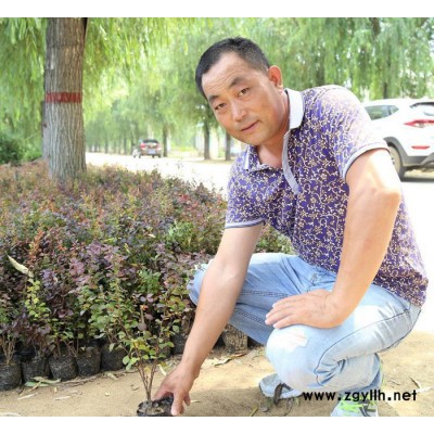 山東鳳岐苗木合作社直銷紅葉小檗球 園林綠化苗木紅葉小檗苗.