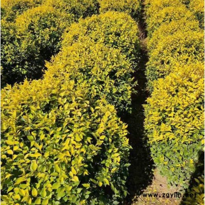 **苗木 金葉榆球 金葉榆地球 金葉榆桿球  金葉榆批發  遼寧金葉榆球  綠化苗木