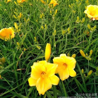 綠化苗木  金娃娃萱草 紅娃娃萱草 綠化苗木 開原苗圃宿根花卉