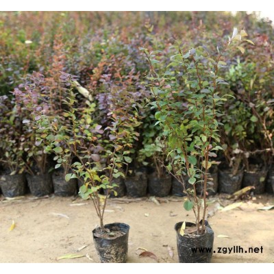 山東鳳岐苗木紅葉小檗園林綠化苗木，紅葉小檗苗及球成活率高
