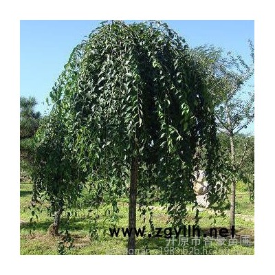 綠化苗木  垂榆 金葉垂榆   垂榆價格 開原苗圃