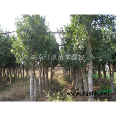 湖南木槿花，木槿樹，木槿小苗，叢生木槿，茉莉花樹