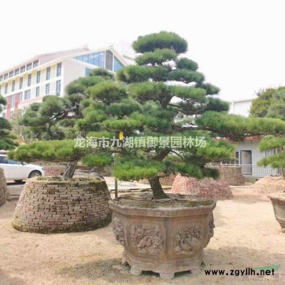 狐尾椰子價格 狐尾椰子行情  狐尾椰子報價 狐尾椰子