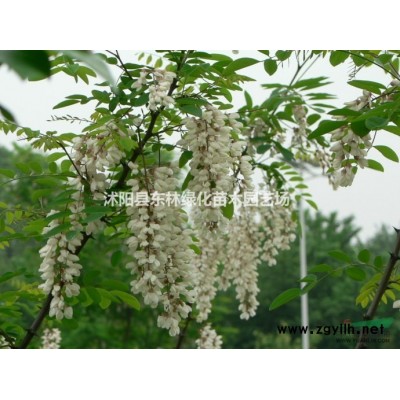 供應紅帽月季價格、紅帽月季產(chǎn)地、紅帽月季綠化苗木苗圃基地