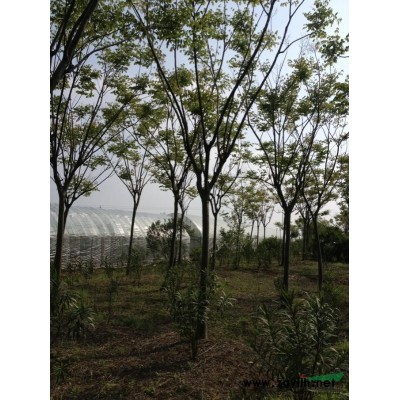 四季桂圖片\四季桂報價