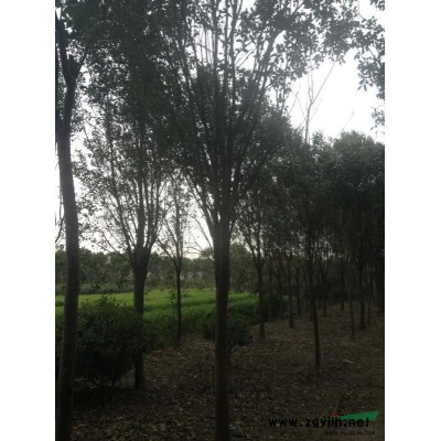 浙江紅葉李*新報價/紅葉李圖片