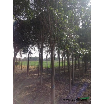 垂絲海棠1行情報價\垂絲海棠1圖片展示