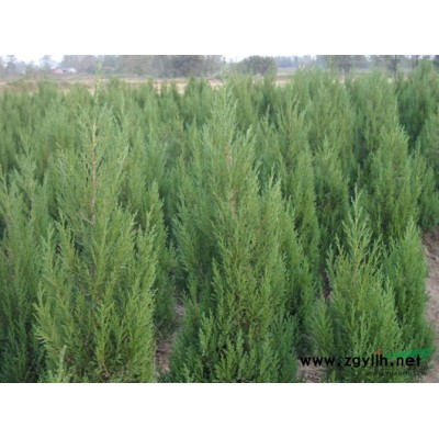 瓜子黃楊行情報價\瓜子黃楊圖片展示