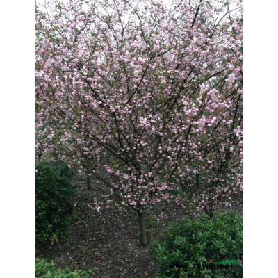 海桐球1*新價格/海桐球報價