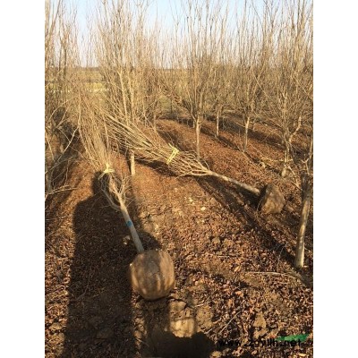 蜀檜*新價格/蜀檜報價