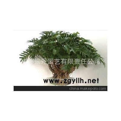 水培小天使、干凈、衛生、誠招區域代理加盟、室內無土栽培盆景