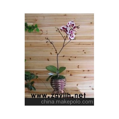 供應環保、吸收二氧化碳及增加空氣中負離子的無土花卉