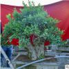 實拍樹樁盆景 石榴 中型石榴盆景樹樁當年結果庭院別墅綠化造型樹