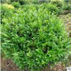 護坡綠化植物茶梅苗 湖南基地直供茶梅花苗批發