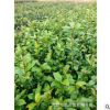 湖南君琳苗圃 低價批發 茶花小苗 茶梅小苗