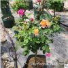 樹狀月季棒棒糖月季樹型月季精品棵型嫁接歐月朱麗葉蒙娜麗莎品種