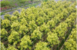 現在種植綠化苗木要掌握以下關鍵措施，少有不慎，就會當柴火燒