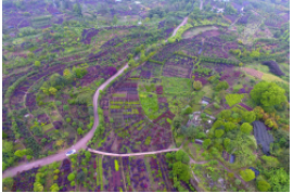 南下“尋”境，中國的園林藝術(shù)令人驚嘆，你知道哪些著名的園林？