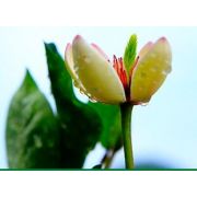 售后服務工程師