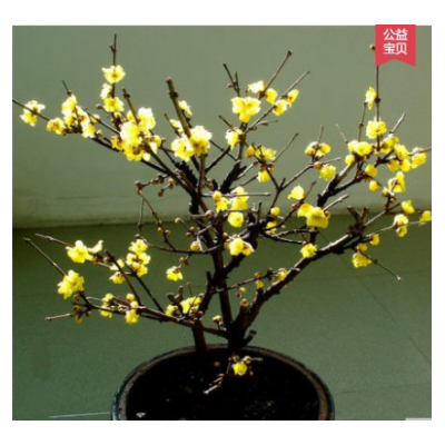 臘梅盆景樹樁 臘梅樹苗 梅花 冬季開花香 耐寒盆栽植物 庭院室內