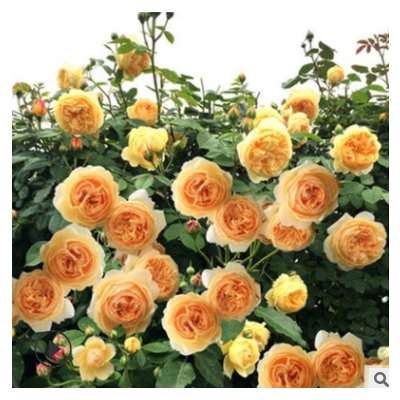 歐月藤本月季花苗大花花卉盆栽四季薔薇花苗爬藤植物玫瑰庭院
