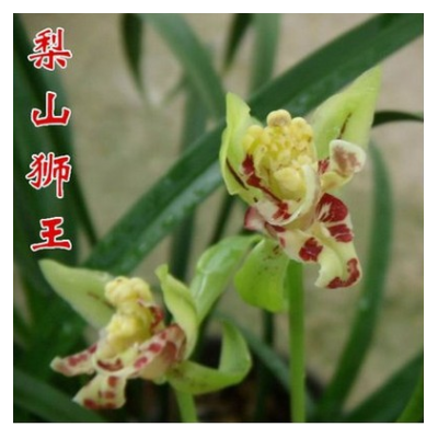 墨蘭企黑蘭花 建蘭 四季蘭 室內植物盆栽花卉園藝春蘭 蘭花盆栽