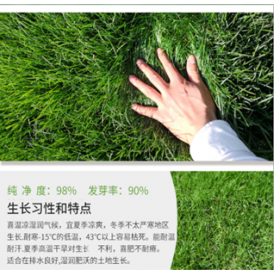 護坡高羊茅草坪型高羊茅耐熱耐旱耐踐踏耐寒耐踩四季常青草籽草種