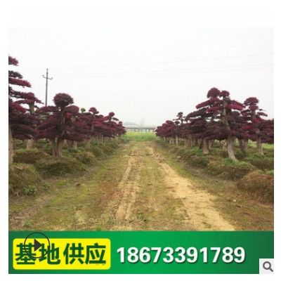 造型紅花繼木 批發(fā)綠化工程苗木 紅繼木造型樹 風景行道綠化