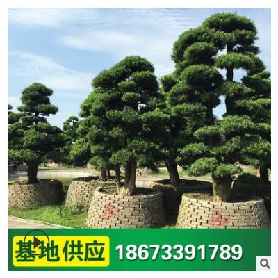 批發(fā)造型羅漢松 大量批發(fā)綠化苗木 園林綠化苗木 基地供應