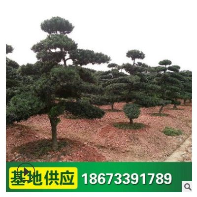 苗圃基地供應 羅漢松樁 庭院綠化苗木 價格優(yōu)惠 成活率高