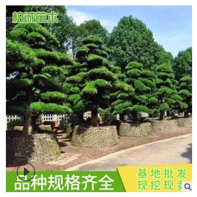 造型羅漢松批發(fā) 園林綠化 易管理成活 道路綠化羅漢松 盆景