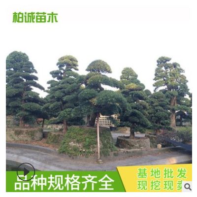 造型羅漢松 綠化樹苗木 苗農種植 基地供應 園林公園小區植物